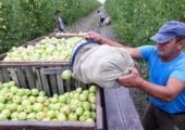 Структура Сбербанка перестала быть совладельцем яблоневых садов в Крыму