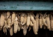 FT узнала о плане ЕС резко поднять пошлины на украинские кукурузу и сахар