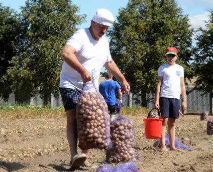 Позорище полное и американская схема: Лукашенко о дефиците картофеля в стране
